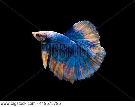 Colorful Betta, Pla-kad (biting Fish) Thai; Halfmoon Blue And Orange Betta Isolated On Black Backgro