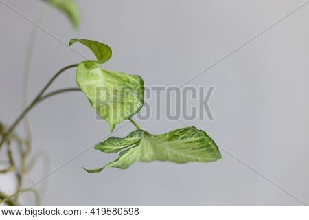 Syngonium Liana Plant Against A Gray Background. Empty White Wall And Copy Space