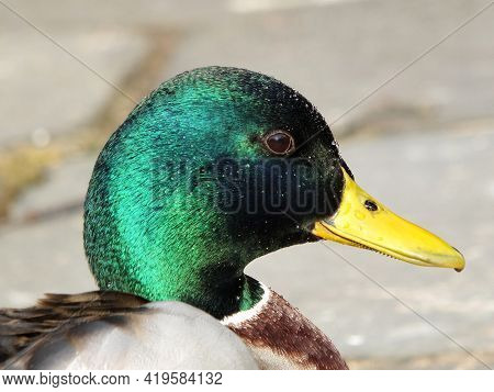 Close Up Portrait Of The Head Of A Male Mallard Duck