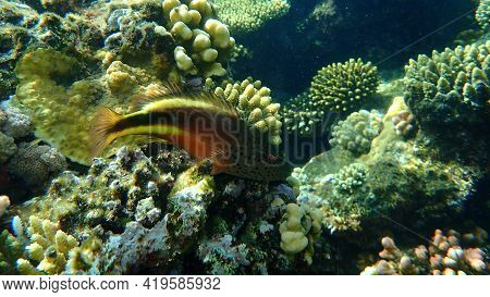 Blackside Hawkfish (paracirrhites Forsteri) Undersea, Red Sea, Egypt, Sharm El Sheikh, Nabq Bay