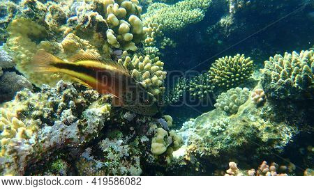 Blackside Hawkfish (paracirrhites Forsteri) Undersea, Red Sea, Egypt, Sharm El Sheikh, Nabq Bay