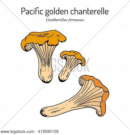 Pacific Golden Chanterelle Cantharellus Formosus , Official State Mushroom Of Oregon. Hand Drawn Bot