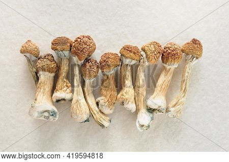 Psilocybe Cubensis Mushrooms On Ivory Background. Psilocybin Psychedelic Magic Mushrooms Golden Teac