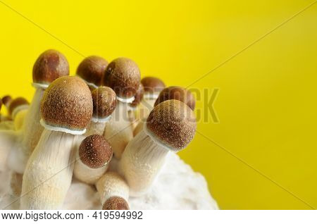 Mycelium Block Of Psychedelic Psilocybin Mushrooms Golden Teacher. Micro Growing Of Psilocybe Cubens