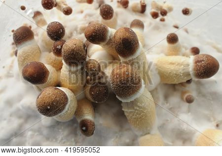 Micro Growing Of Psilocybe Cubensis Mushrooms On White Background. Mycelium Block Of Psychedelic Psi