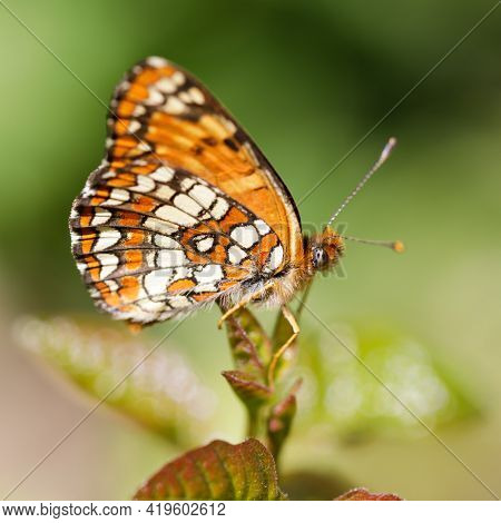 Northern Checkerspot Butterfly Perched On A Plant. Foothills Park, Santa Clara County, California, U