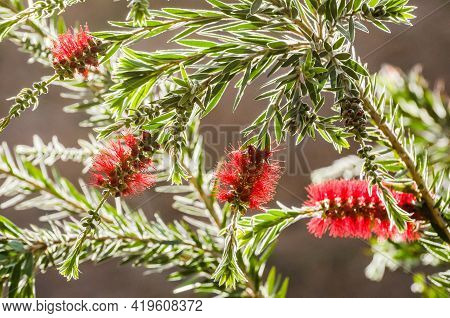 Callistemon Species Have Commonly Been Referred To As Bottlebrushes Because Of Their Cylindrical, Br