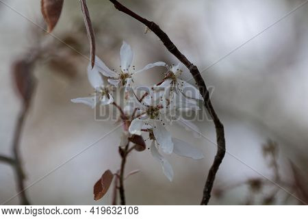 Flowers Of A Downy Serviceberry, Amelanchier Arborea