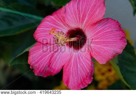 Red Flower Of Hibiscus Nature Dreen Color Summer