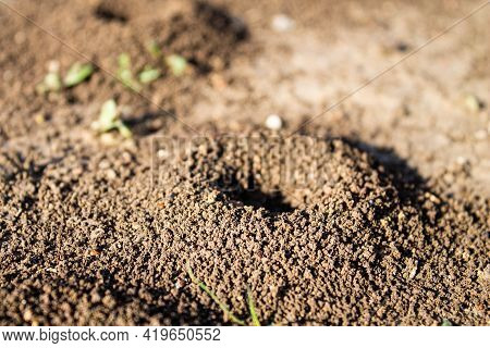 Ant House. Anthill On The Road. A Slide Of Land On The Road Created By Ants. House For Insects.