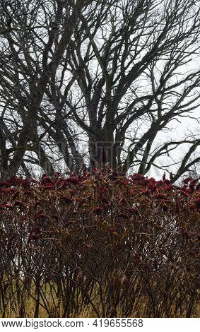 Sumac Bushes Grow And Fruit In Front Of A Background Of Trees, Dupage County, Illinois