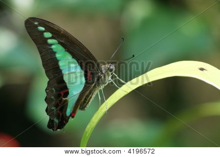 Wspólne bławatek (Graphium Sarpedon)