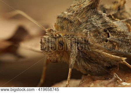 Detailed Frontal Close Up Of The Silver Y Moth, Autographa Gamma
