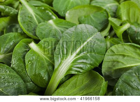 čerstvé zelené listy špenátu nebo pak choi