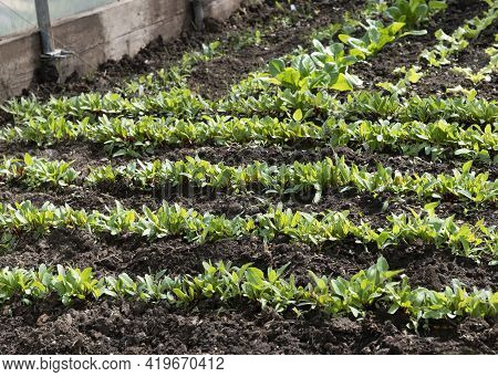 Rows Of Young Beetroot Plants Growing In A Poly Tunnel Protected From Frost Controlled Environment O
