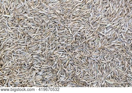 Lolium, Rye Seed Husks Full Image  For Use Of Grass Seed On Lawns, Or Feed ,  Background Texture