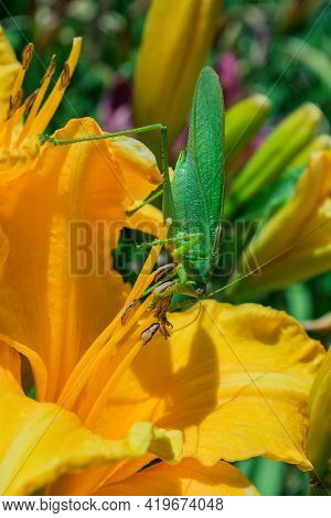 Green Grasshopper (latin: Tettigonia Viridissima) Sitting On A Flower Of The Daylily (latin: Hemeroc