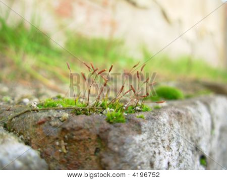 Sphagnum