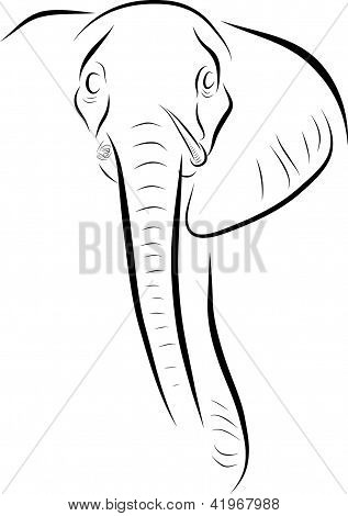 Elefante