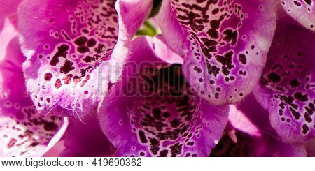 The Beautiful But Toxic Pink Digitalis Plant