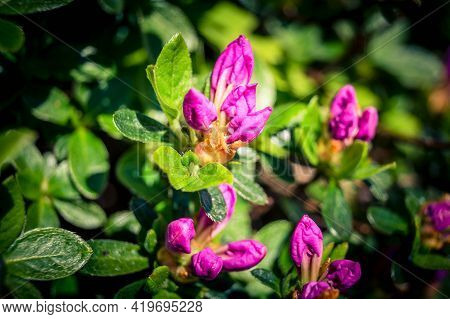 Colourful Blooming Rhododendron Azalea Blossom In Spring