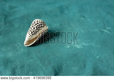 Black Cone On A Blue Background. Conus Marmoreus. Shell With White Triangle.