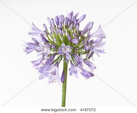 Agapanthus