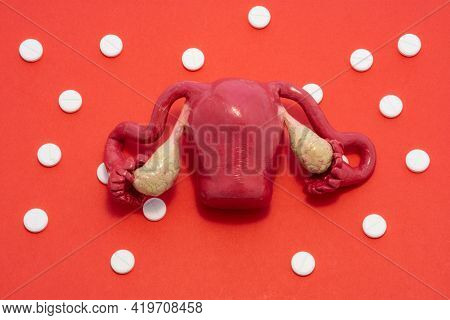 Life-size Anatomical Model Of The Uterus With Appendages Is On A Red Background Surrounded By White 