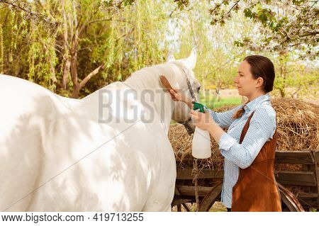 A Young Beautiful Woman Combs The Mane And Tail Of A Horse With A Wooden Comb. Spray For Hair Care. 