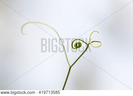 Abstract Background With Young Green Spiral Curly Sprout Or Shoot Of Wild Plant Close Up With Blurre