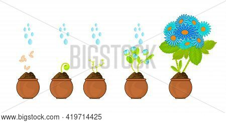 Phases Of Plant Growing. Seeds Sprout In Ground. Timeline Infographic Of Planting Flower Process. Li