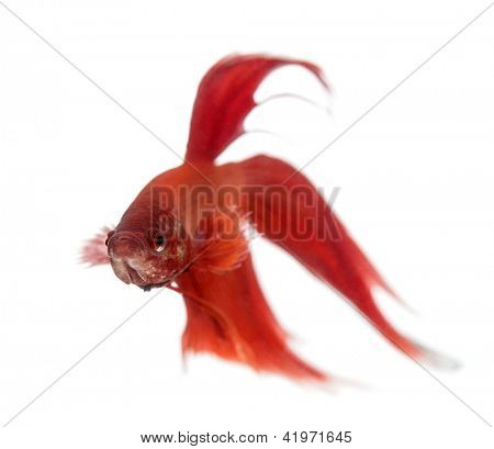 Bojovnice pestrá, Betta splendens, bílé pozadí