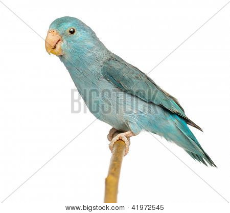 Csendes-óceáni verébpapagáj, Forpus coelestis, gubbasztott ág fehér háttér