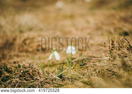A Bird Sitting On Top Of A Dry Grass Field