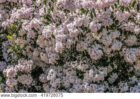 White With A Little Pink Tint Color On The Open Flowers Blooming In Clusters On A Mountain Laurel Bu