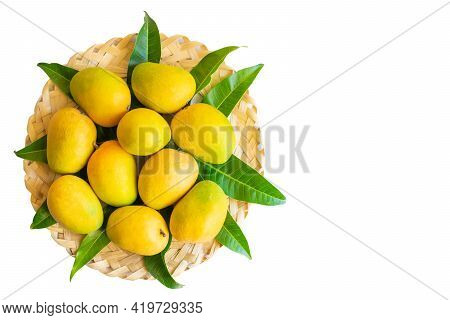 Mangoes Of Alphonso Cultivar Fully Ripen With Yellow Orange Colors Placed On The Wooden Bamboo Weave