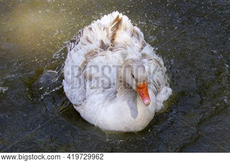 The American Buff Goose Is A Breed Of Domestic Goose Native To The United States