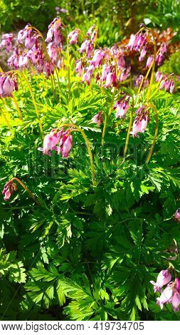 Dicentra Or Bleeding-hearts Background. Pink Flowers In The Form Of Bells And Hearts. Wild Plant Wit