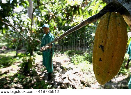 .cocoa Harvest For Chocolate Production