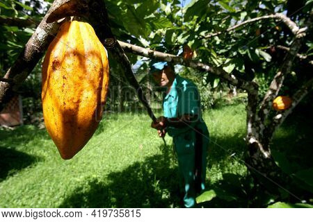 .cocoa Harvest For Chocolate Production