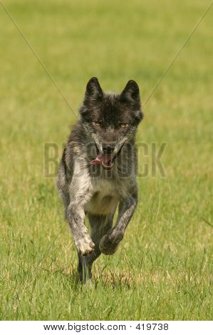 Wolf-Jagd