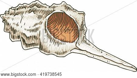 Murex Seashell With Orange Insides. Isolated On White Background. Vector Illustration