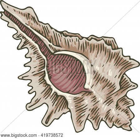 Murex Seashell With Pink Insides. Isolated On White Background. Vector Illustration