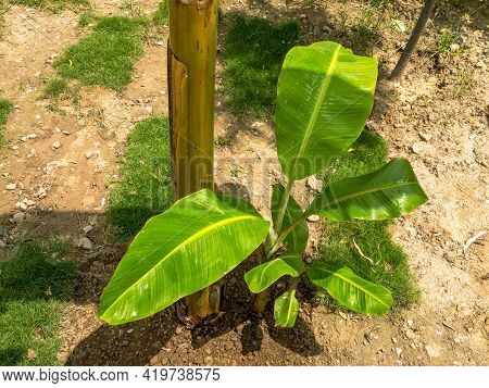 Banana Pups, Suckers Or Offshoots Closeup View