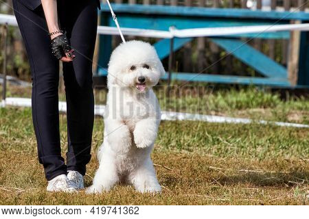 A Cute White Curly Bishon Frise Dog At Dog Show.