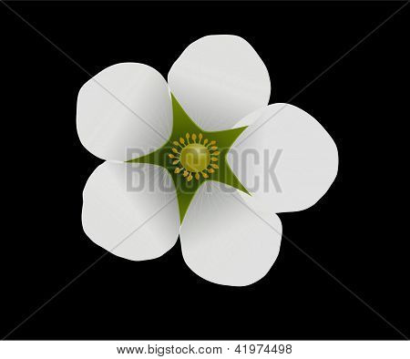 Erdbeere BlÃ¼te