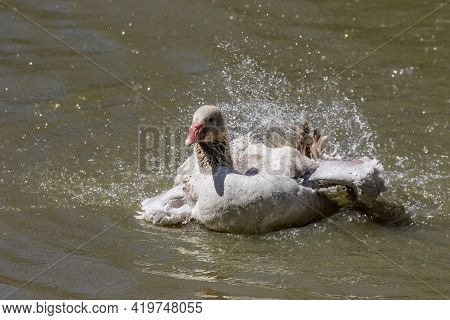 The American Buff Goose Is A Breed Of Domestic Goose Native To The United States