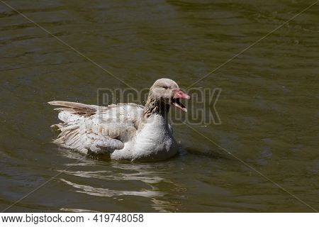 The American Buff Goose Is A Breed Of Domestic Goose Native To The United States