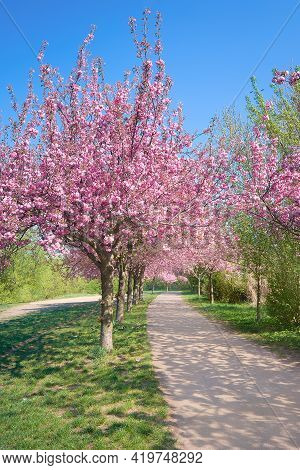 Alley Of Blossoming Cherry Trees Called Mauer Weg English: Wall Path Following The Path Of Former Wa