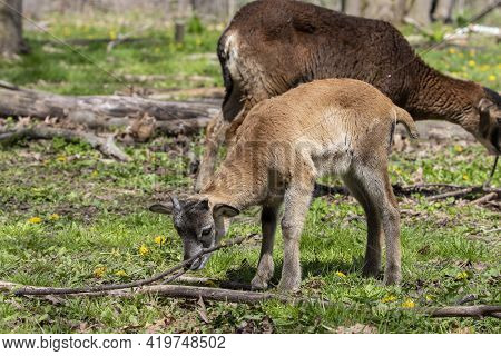 The Mouflon (ovis Gmelini).  Young Mouflon, In The Background An Old Ewes (female Mouflon)